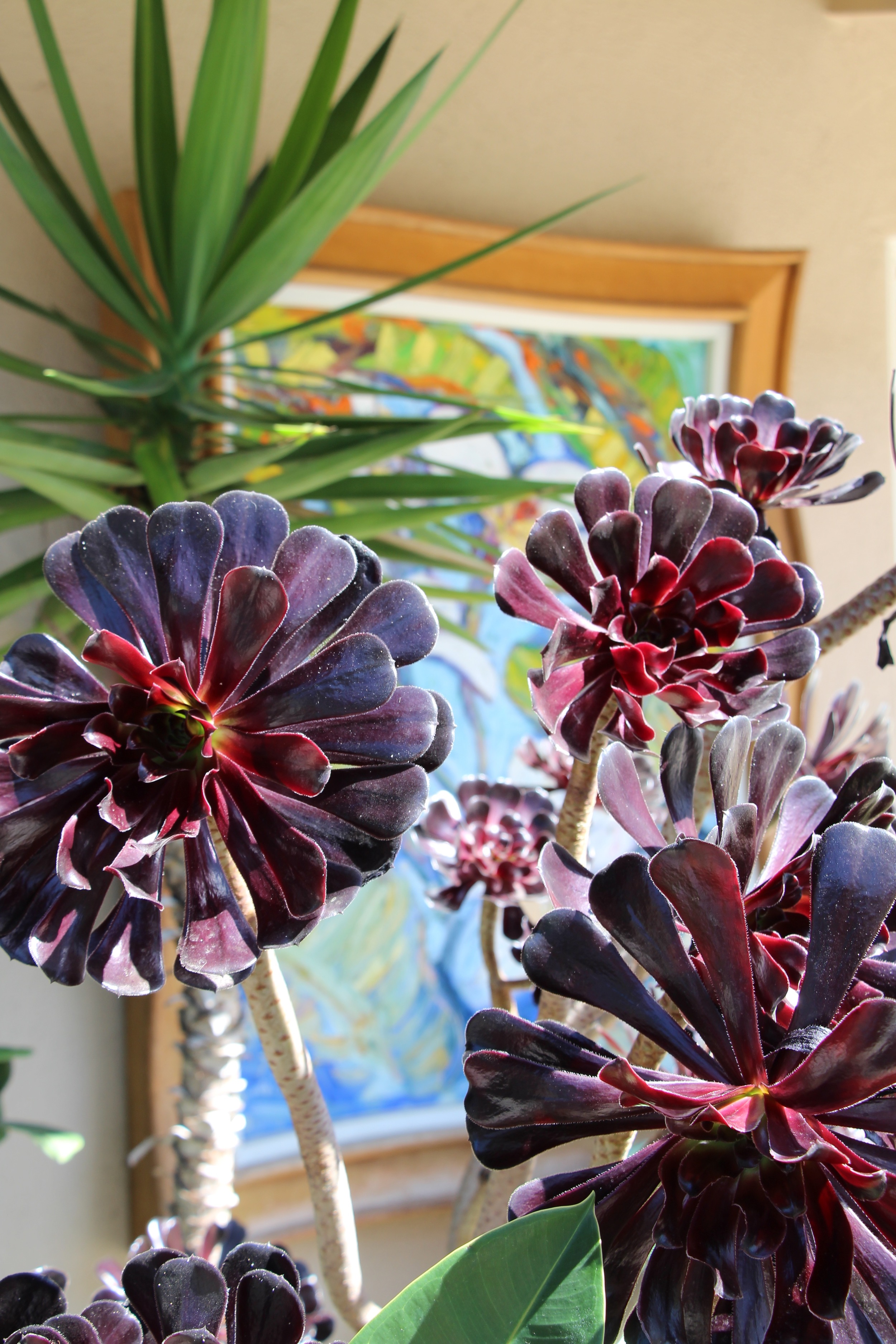 Gorgeous Aeonium 'Zwartkop' plants basking in the California sun.&nbsp;